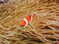 PREMNAS BIACULEATUSÃ¯Â¼ËAmphiprioninaeÃ¯Â¼â°